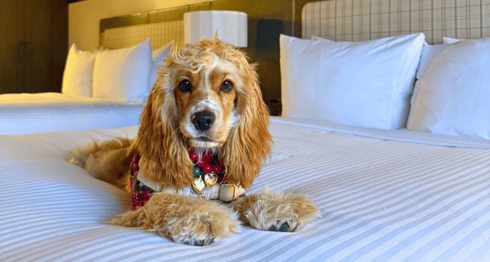 Dog on bed at a pet friendly hotel in Southlake TX