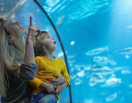 Sea Life Grapevien Aquarium Southlake Texas